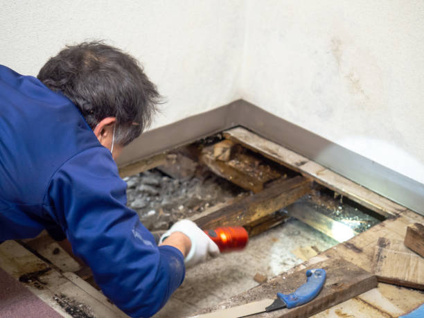Best Insurance-Related Mold Remediation in Hebbronville, TX
