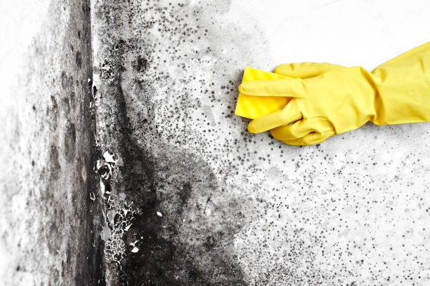 Hebbronville, TX Mold Remediation Company
