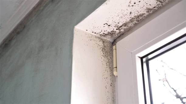 Best Crawl Space Mold Remediation in Hebbronville, TX