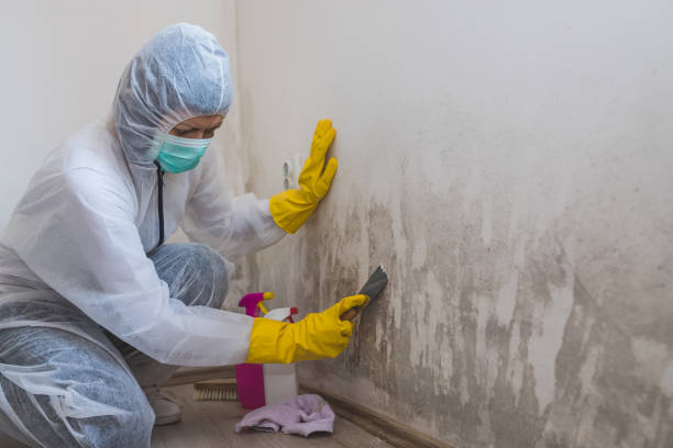 Best Black Mold Remediation in Hebbronville, TX