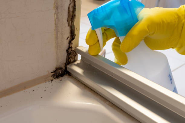 Best Basement Mold Remediation in Hebbronville, TX