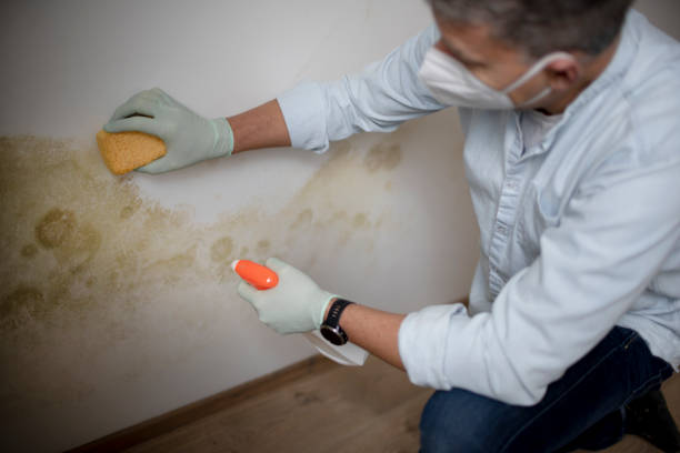 Best Residential Mold Remediation in Hebbronville, TX