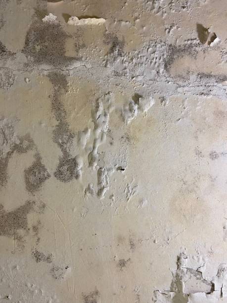 Best Localized Mold Remediation (e.g., coastal areas, humid climates) in Hebbronville, TX