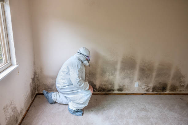 Best White Mold Remediation in Hebbronville, TX