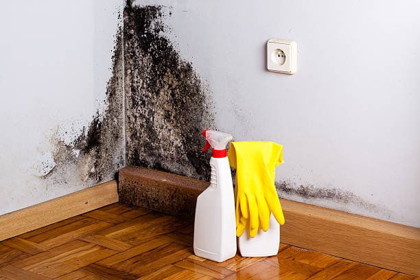 Best DIY Mold Remediation Support Services in Hebbronville, TX