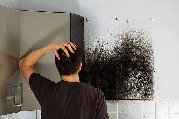 Best Health and Safety Mold Remediation in Hebbronville, TX