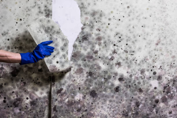 Best Post-Flood Mold Remediation in Hebbronville, TX