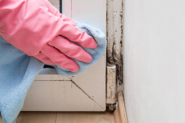 Best Mold Remediation for Schools in Hebbronville, TX